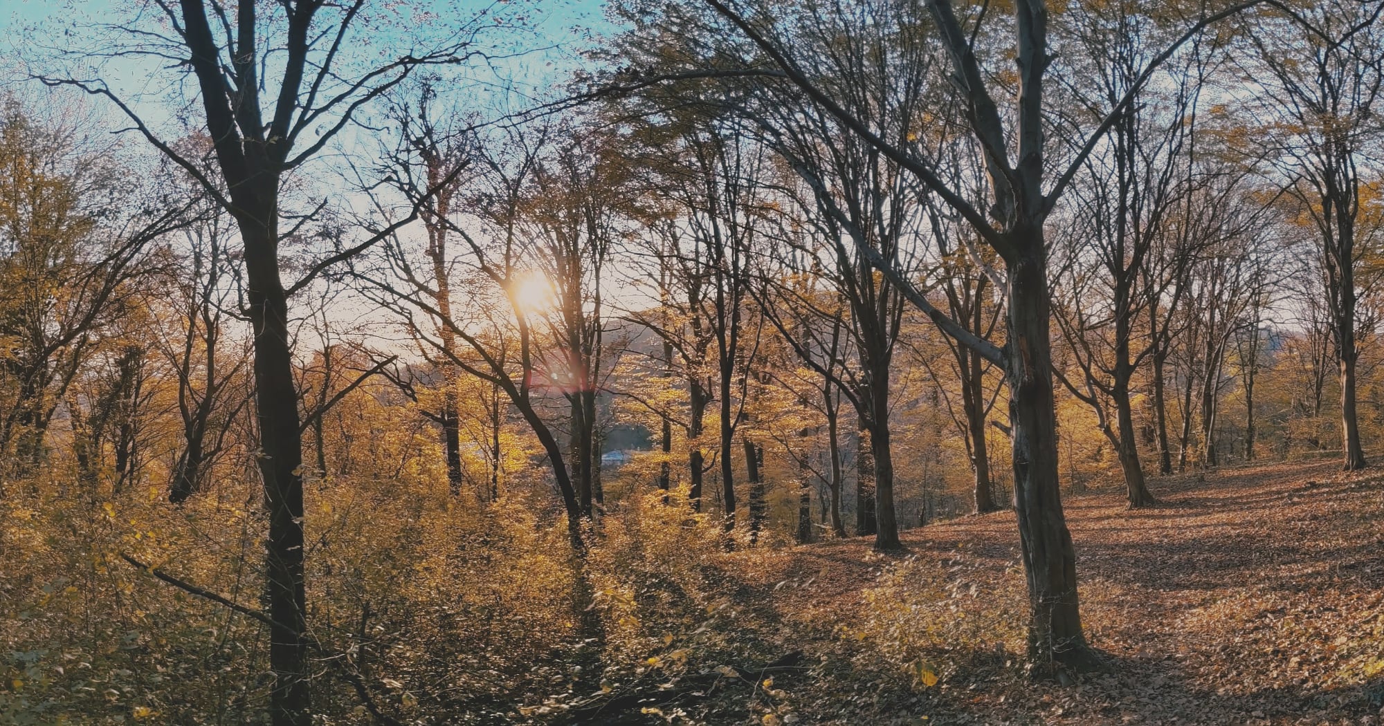 Park-šuma Jablanovac – prihvaćen naš prijedlog novog parka u GČ Črnomerec! 🌳